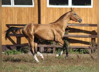 Akhal-Teke, Étalon, 7 Ans, 163 cm, Buckskin