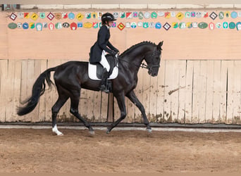 Akhal-Teke, Étalon, 11 Ans, 164 cm, Noir
