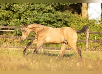Akhal-Teke, Étalon, Poulain (03/2025), 163 cm, Buckskin
