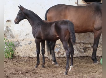 Akhal-Teke, Étalon, Poulain (01/2024), Bai brun