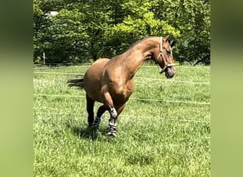 Akhal-Teke, Gelding, 16 years, 16 hh, Brown