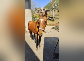 Akhal-Teke, Gelding, 17 years, 15.3 hh, Chestnut-Red