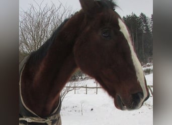 Akhal-Teke, Gelding, 19 years, 15,2 hh, Brown