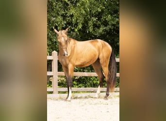 Akhal-Teke, Gelding, 3 years, 14.2 hh