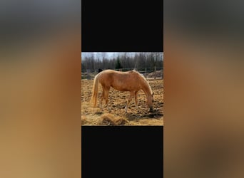 Akhal-Teke, Gelding, 4 years, 15.2 hh