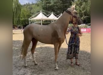 Akhal-Teke, Gelding, 4 years, 15.2 hh