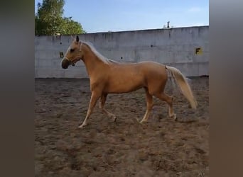 Akhal-Teke, Gelding, 4 years, 15.2 hh