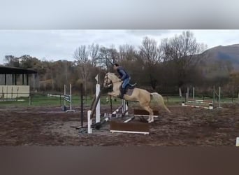Akhal-Teke, Gelding, 4 years, 15.2 hh