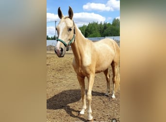 Akhal-Teke, Gelding, 4 years, 15,2 hh