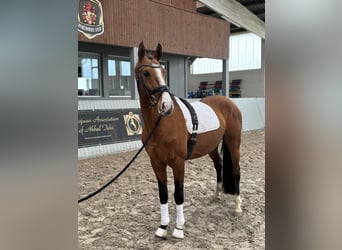 Akhal-Teke, Gelding, 4 years, 16 hh, Brown