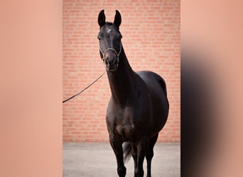 Akhal-Teke, Gelding, 5 years, 15 hh, Smoky-Black
