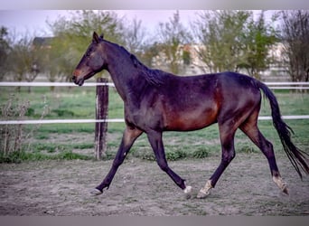 Akhal-Teke, Gelding, 5 years, 16 hh, Bay-Dark