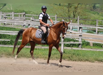 Akhal-Teke, Gelding, 5 years, 16 hh, Bay