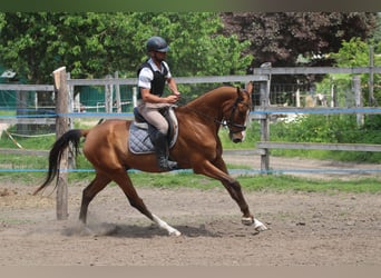 Akhal-Teke, Gelding, 5 years, 16 hh, Bay