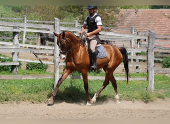 Akhal-Teke, Gelding, 5 years, 16 hh, Bay