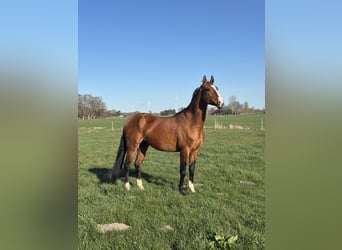 Akhal-Teke, Gelding, 5 years, 16 hh, Brown
