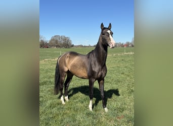 Akhal-Teke, Gelding, 5 years, 16 hh, Buckskin