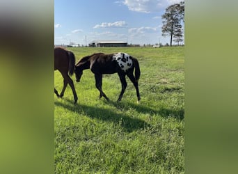 Akhal-Teke, Gelding, 6 years, 14.2 hh, Black