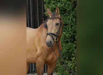 Akhal-Teke, Gelding, 7 years, 15,2 hh, Buckskin