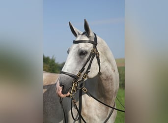 Akhal-Teke, Gelding, 9 years, 16 hh, Gray-Dapple