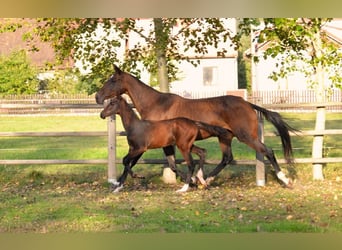 Akhal-Teke, Giumenta, 12 Anni, 159 cm, Baio