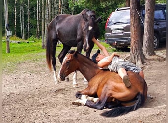 Akhal-Teke, Giumenta, 12 Anni, 160 cm, Morello