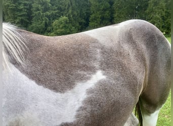 Akhal-Teke Mix, Giumenta, 1 Anno, 150 cm, Pezzato