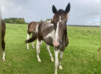 Akhal-Teke Mix, Giumenta, 1 Anno, 150 cm, Pezzato