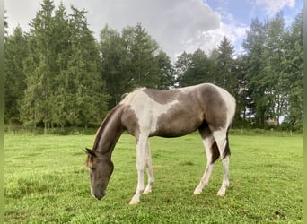 Akhal-Teke Mix, Giumenta, 1 Anno, 150 cm, Pezzato