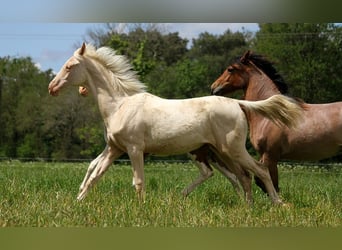 Akhal-Teke, Giumenta, 1 Anno, 158 cm, Cremello