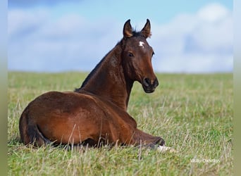 Akhal-Teke, Giumenta, 1 Anno, Baio