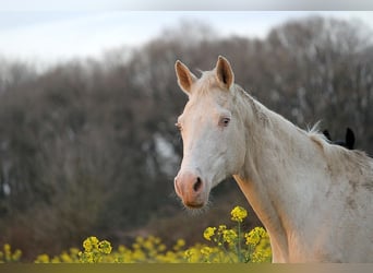 Akhal-Teke, Giumenta, 22 Anni, 158 cm, Cremello