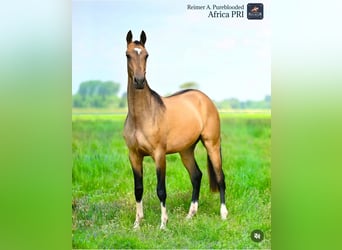 Akhal-Teke, Giumenta, 3 Anni, 154 cm, Pelle di daino