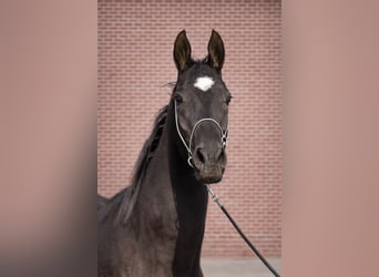 Akhal-Teke, Giumenta, 3 Anni, 157 cm, Morello