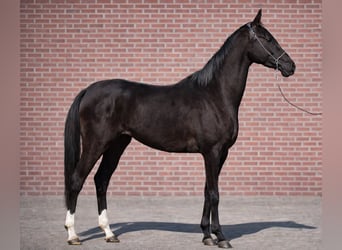 Akhal-Teke, Giumenta, 3 Anni, 157 cm, Morello