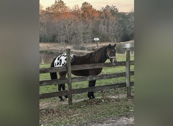 Akhal-Teke, Giumenta, 3 Anni, Baio chiaro