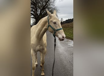 Akhal-Teke, Giumenta, 4 Anni, 155 cm, Perlino