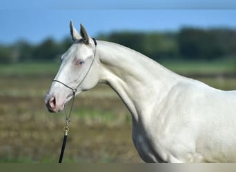 Akhal-Teke, Giumenta, 4 Anni, 157 cm, Perlino