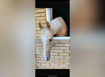 Akhal-Teke, Giumenta, 4 Anni, 162 cm, Palomino