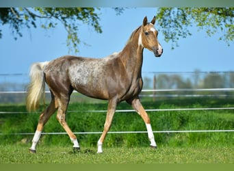 Akhal-Teke, Giumenta, 5 Anni, 157 cm, Palomino