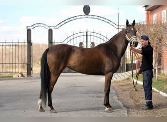 Akhal-Teke, Giumenta, 5 Anni, 160 cm, Pelle di daino