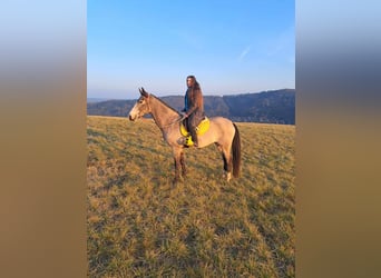 Akhal-Teke, Giumenta, 5 Anni, 161 cm, Pelle di daino