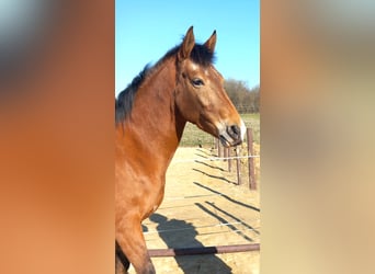 Akhal-Teke Mix, Giumenta, 6 Anni, 155 cm, Roano rosso