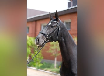 Akhal-Teke, Giumenta, 6 Anni, 161 cm, Morello