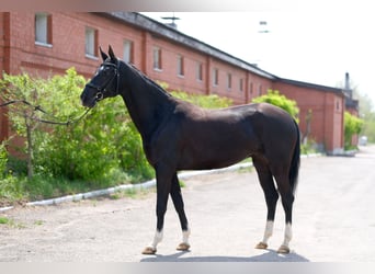 Akhal-Teke, Giumenta, 6 Anni, 161 cm, Morello