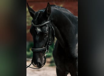 Akhal-Teke, Giumenta, 6 Anni, 161 cm, Morello