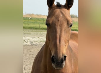 Akhal-Teke, Giumenta, 8 Anni, 151 cm, Baio