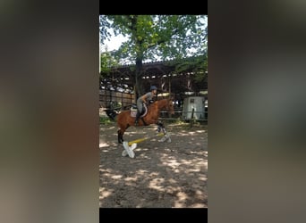 Akhal-Teke, Giumenta, 9 Anni, 158 cm, Baio