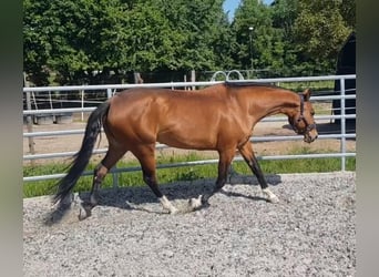 Akhal-Teke, Giumenta, 9 Anni, 158 cm, Baio