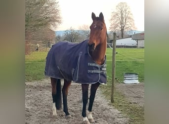 Akhal-Teke, Giumenta, 9 Anni, 158 cm, Baio